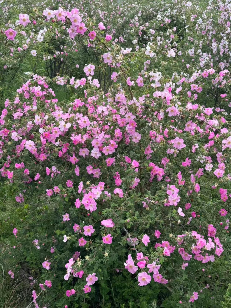 5-第3.png 5-第3.png